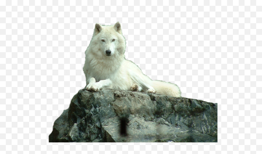 Download - White Wolf On Rock Png,White Wolf Png