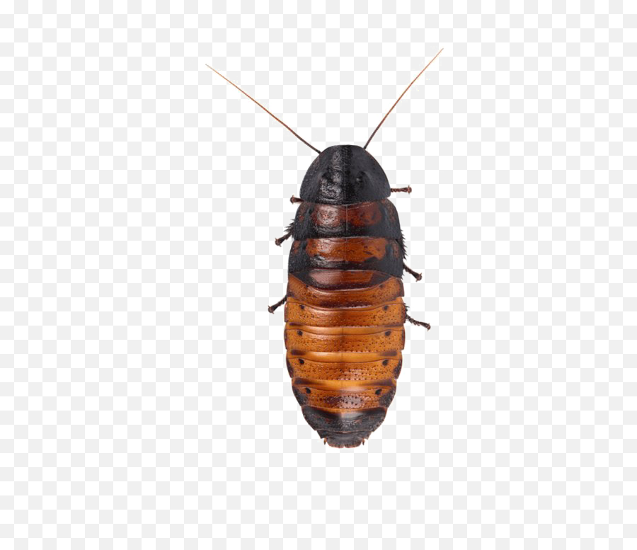 Cockroach Png Hd Quality - Madagascar Hissing Cockroach Png,Cockroach Png