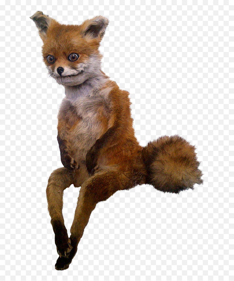 Sitting fox meme
