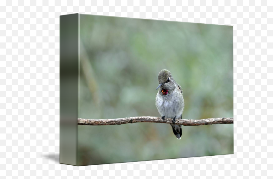 Young Male Annas Hummingbird By Laura Mountainspring - Hummingbird Png,Hummingbird Png