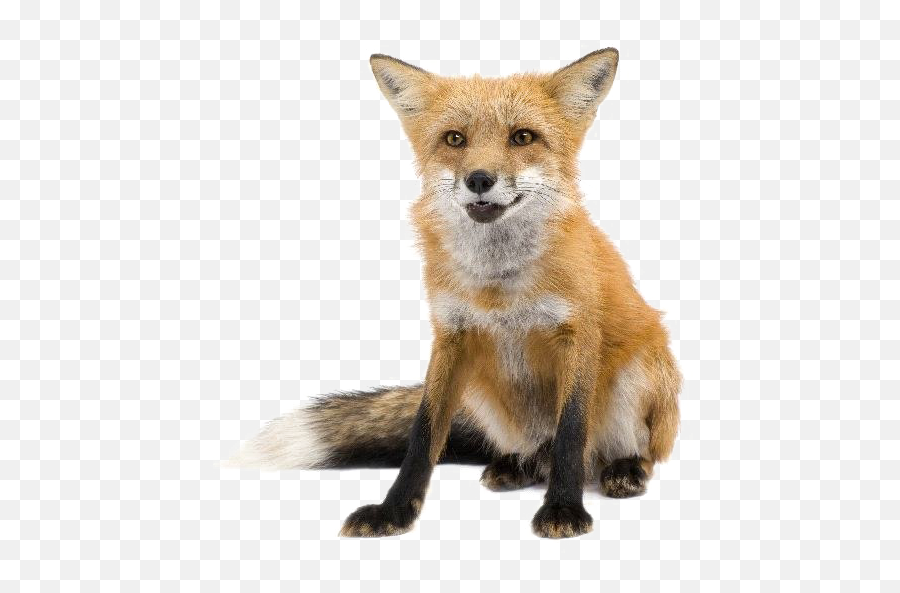 Red Fox Transparent Images - Red Fox Transparent Png,Fox Transparent