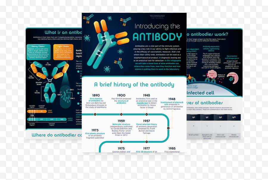 Introducing The Antibody - Vertical Png,Antibody Png