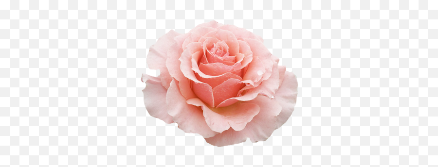 Transparent Flowers Yellow Rose Flower - Aesthetic Pink Flowers Png,Transparent Flowers