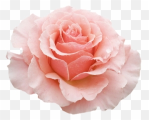 Transparent Flowers Yellow Rose Flower - Aesthetic Pink Flowers Png,Transparent Flowers