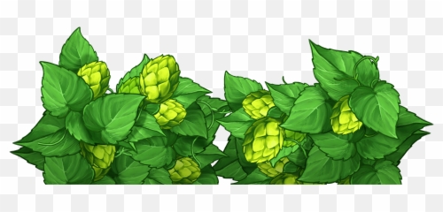 Golden Hop - Hop Png,Hops Png
