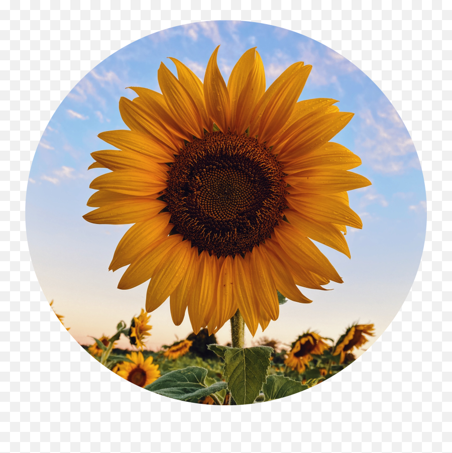 Msr Counseling Services Llc - Lock Screen Sunflower Wallpaper Iphone Png,Plant Icon Tumblr