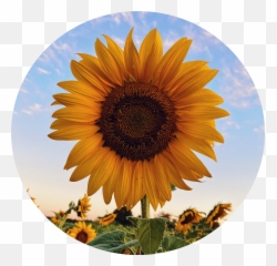 Msr Counseling Services Llc - Lock Screen Sunflower Wallpaper Iphone png