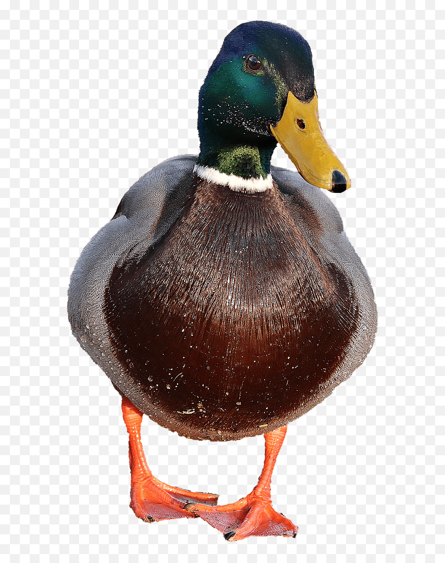 Download Duck Png - Patos Png,Duck Png