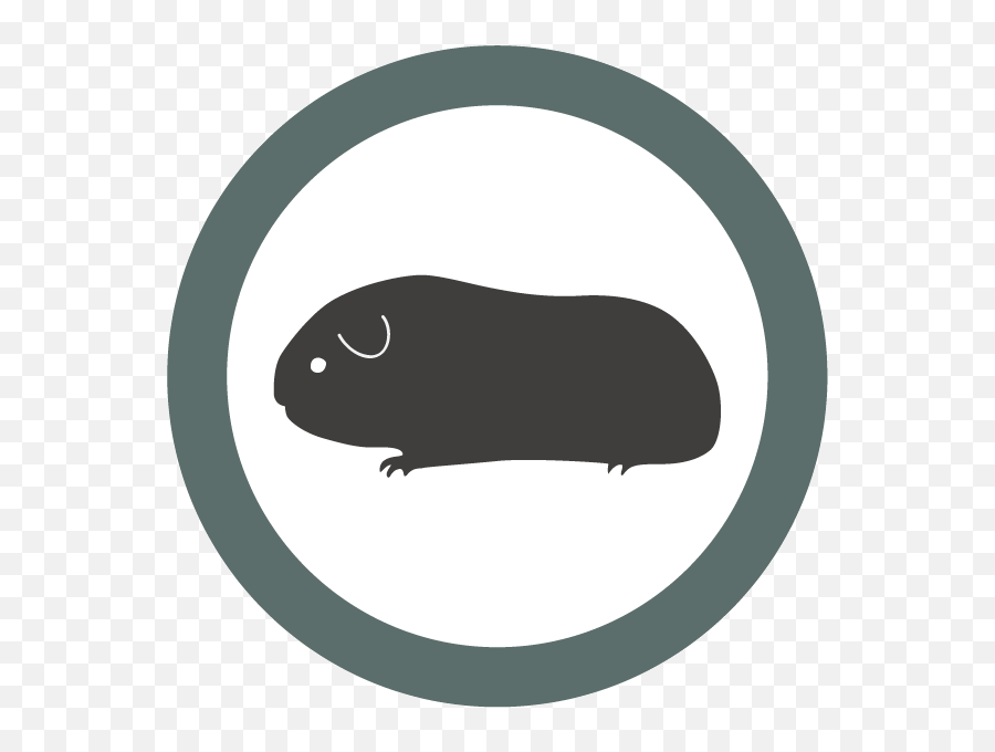 The University College London Take Action Petaorguk - Rodent Png,Guinea Pig Icon