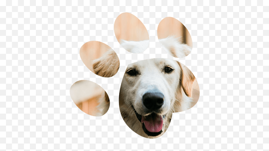 Doggy Daycare And Washing Dog Buddies Png Buddy Icon