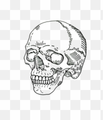 Outline Drawing Grim Reaper - Skull Transparent Full Size Skull Line Art Png,Grim Reaper Transparent