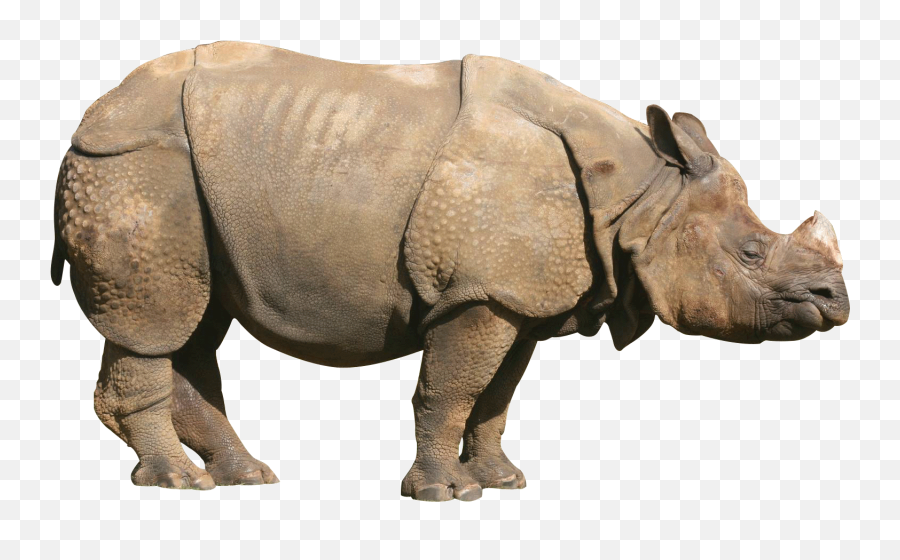 Rhinoceros - One Horned Rhino Png,Rhino Png