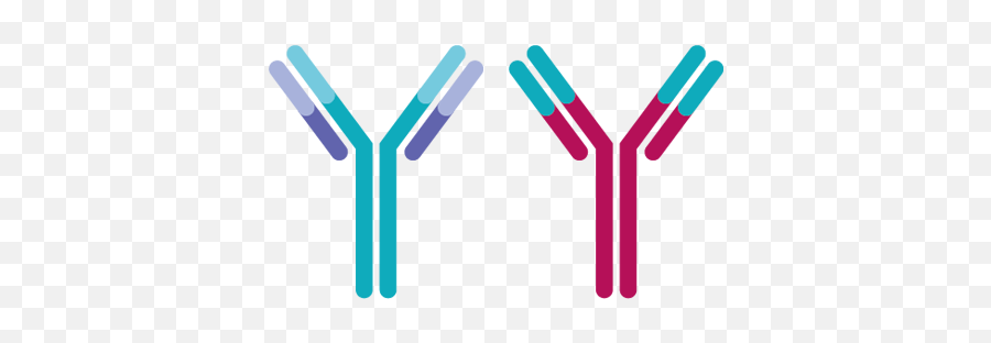 Siplizumab Overview - Creative Biolabs Png,Antibody Icon