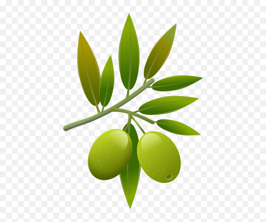 Illustration Olives Oil - Illustration Olive Png,Olive Png