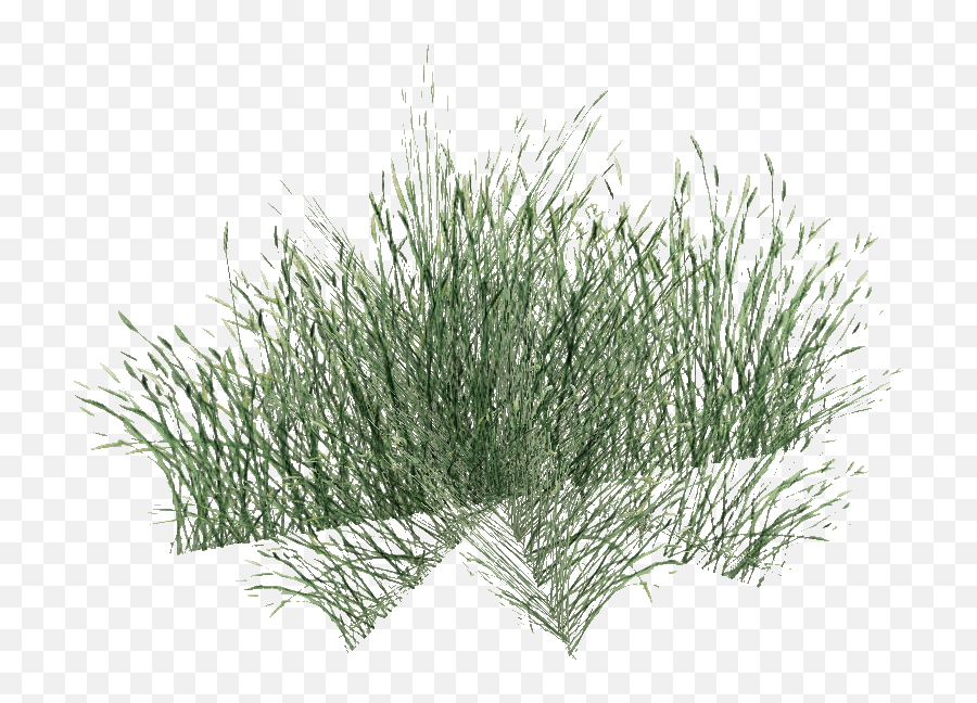 Long Grass Png Pic - Grass Png Top Transparent,Ornamental Grass Png