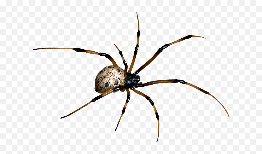 Free Spider Png Transparent Images - Black House Spider,Spider Clipart Png