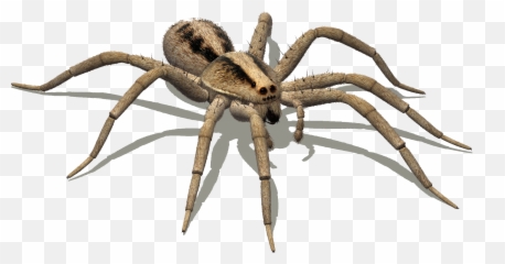 Wolf Spider - Png
