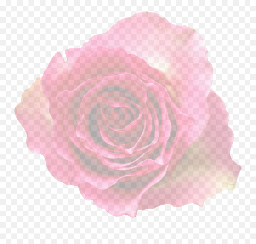 Rose Translucent Transparent - Translucent Transparent Background Of Flowers Png,Rose Transparent