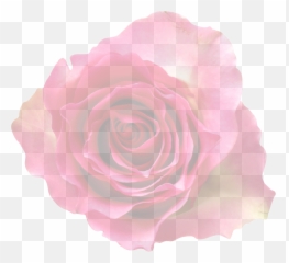 Rose Translucent Transparent - Background Of Flowers png