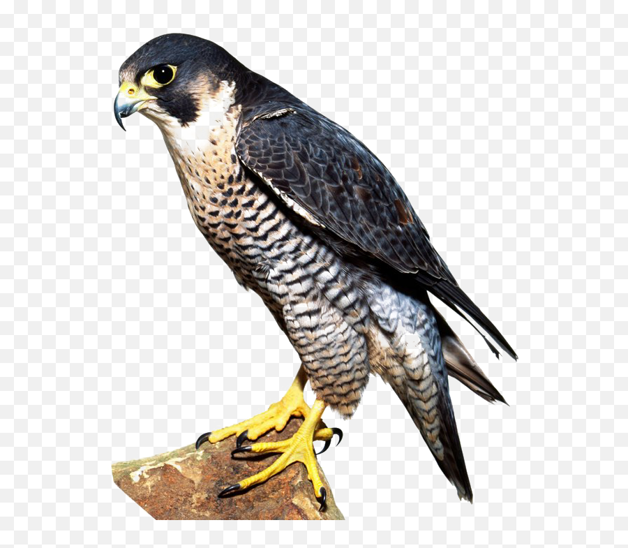 Download Falcon Png Image - Falcon Bird,Falcon Png