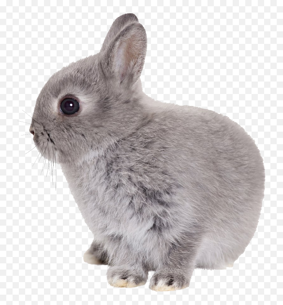 Easter Rabbit Transparent Hq Png Image - Rabbit Transparent Png,Rabbit Transparent