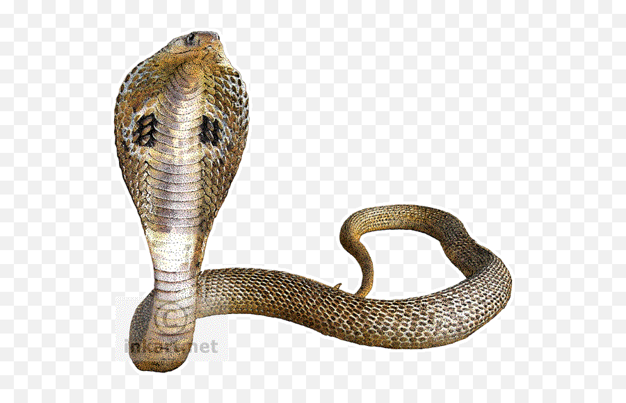 Png Cobra Snake Transparent Background - King Cobra Snake Png,Snake Transparent Background