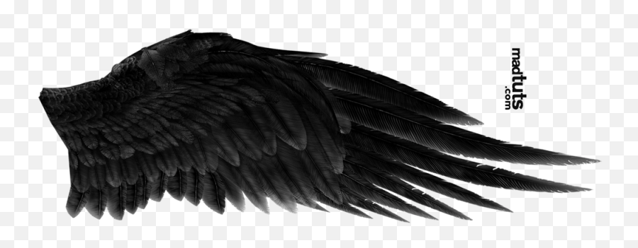 Download Angel Wing Png - Black Angel Wings Png,Wing Png