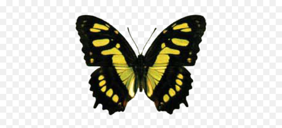 Butterfly Identification Chart House - Yellow Black Butterfly Identification Png,Yellow Butterfly Png