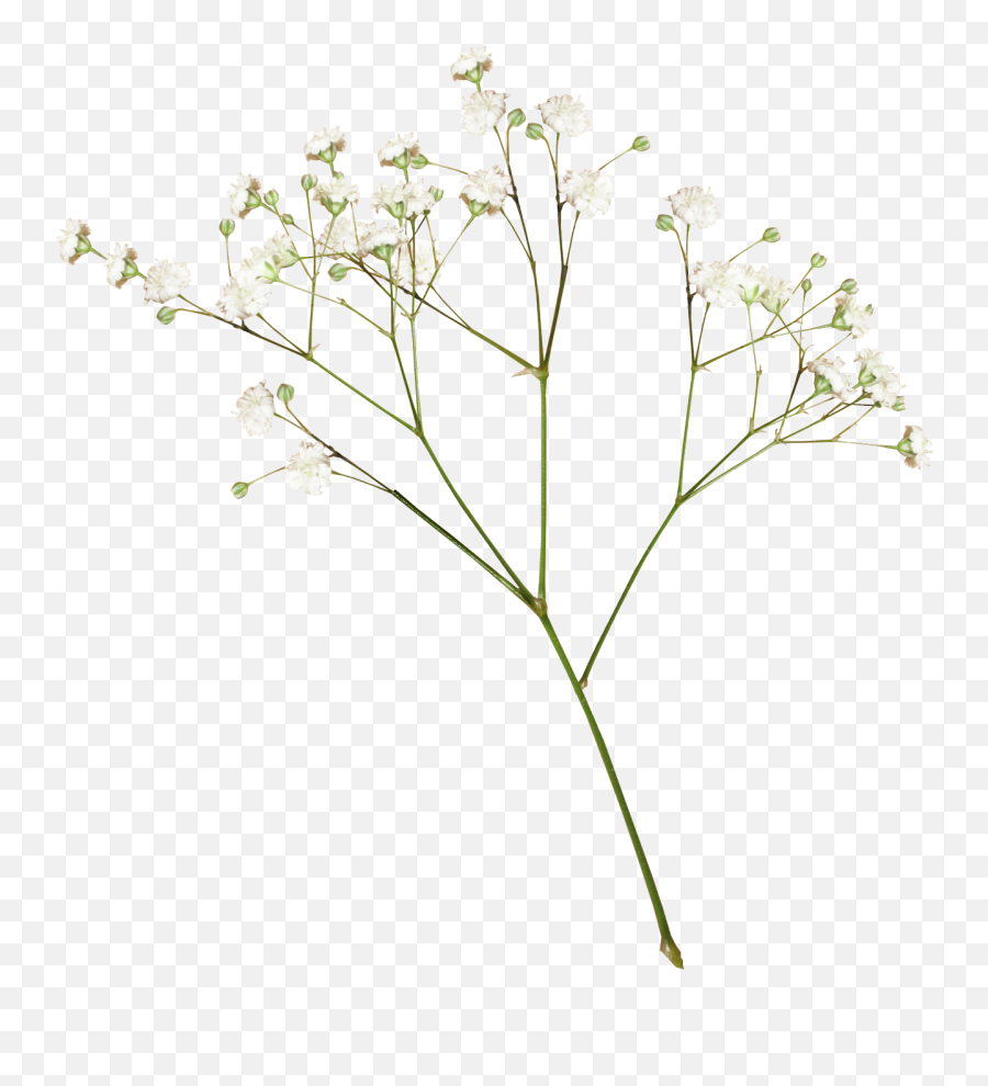 A E L - Transparent Dried Flowers Png Full Size Png White Flower Aesthetic Png,Wild Flowers Png