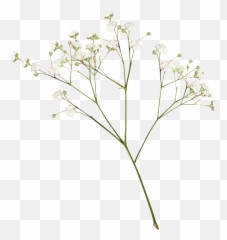 A E L - Transparent Dried Flowers Png Full Size PNG White Aesthetic