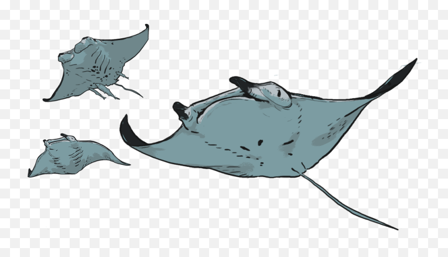 Did You Know - Manta Ray Transparent Cartoon Jingfm Marine Life Png,Manta Ray Png