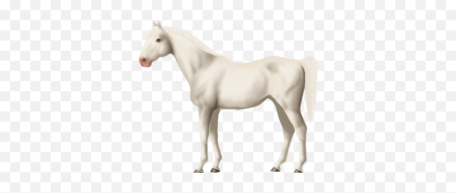 White Horse Sale U2022 World Online - Stallion Png,Horse Transparent