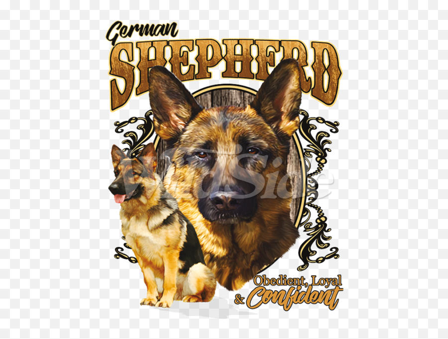 Download German Shepherd Obedient - German Shepherd Png Old German Shepherd Dog,German Shepherd Png