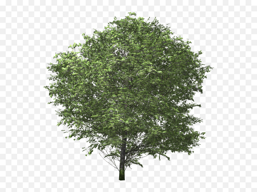 Ash Tree Png Images Transparent U2013 Free Vector - Transparent Background Oak Tree Png,Ash Png