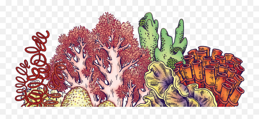 The Foliage Library - Illustration Png,Coral Reef Png