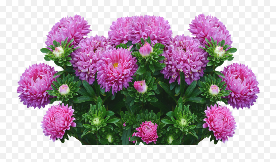 Asters Autumn Flowers Purple Fall - Happy Birthday Aster Png,Fall Flowers Png