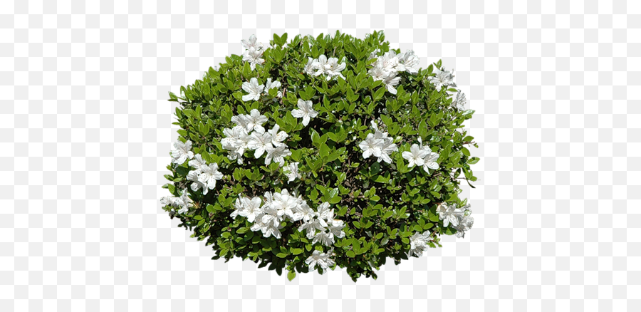 Zielono I - Shrubs Photoshop Png,Ground Cover Png