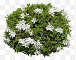 Zielono I - Shrubs Photoshop png