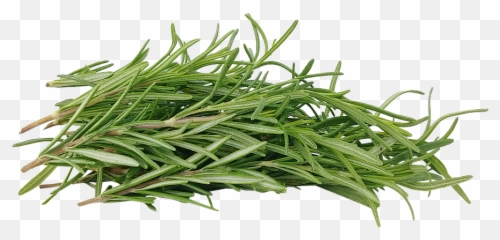 Rosemary Hub Honey - Rosmarin Png,Rosemary Png
