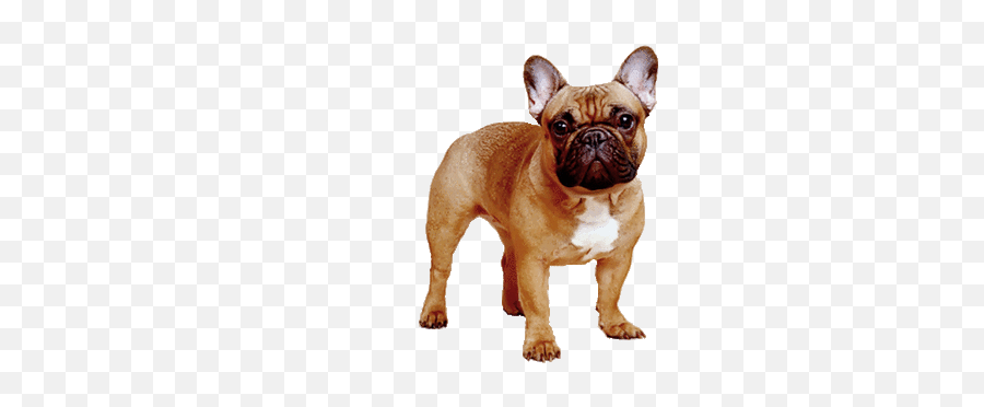 Dog Gif - Jak Wyglda Buldog Francuski Png,Transparent Dog Gif