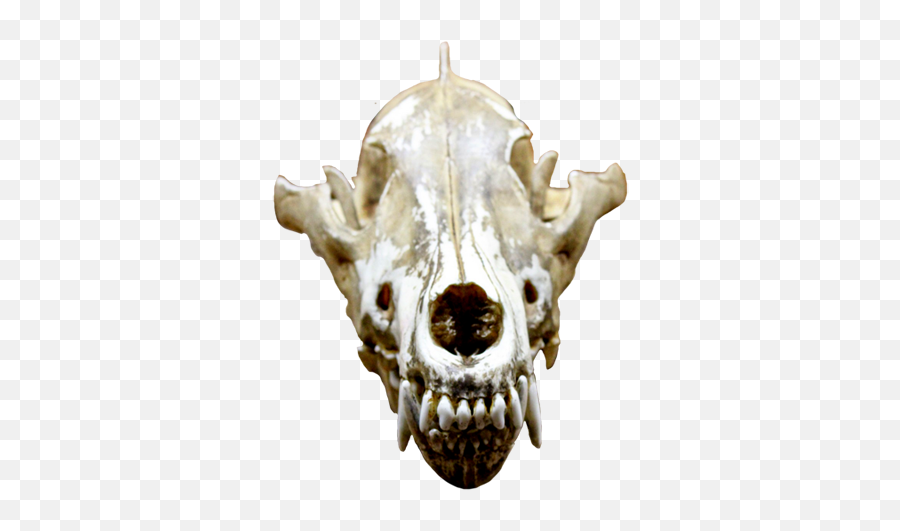 Cool Skull Clip Art And Funny - Animal Skull Png,Skull Png Transparent