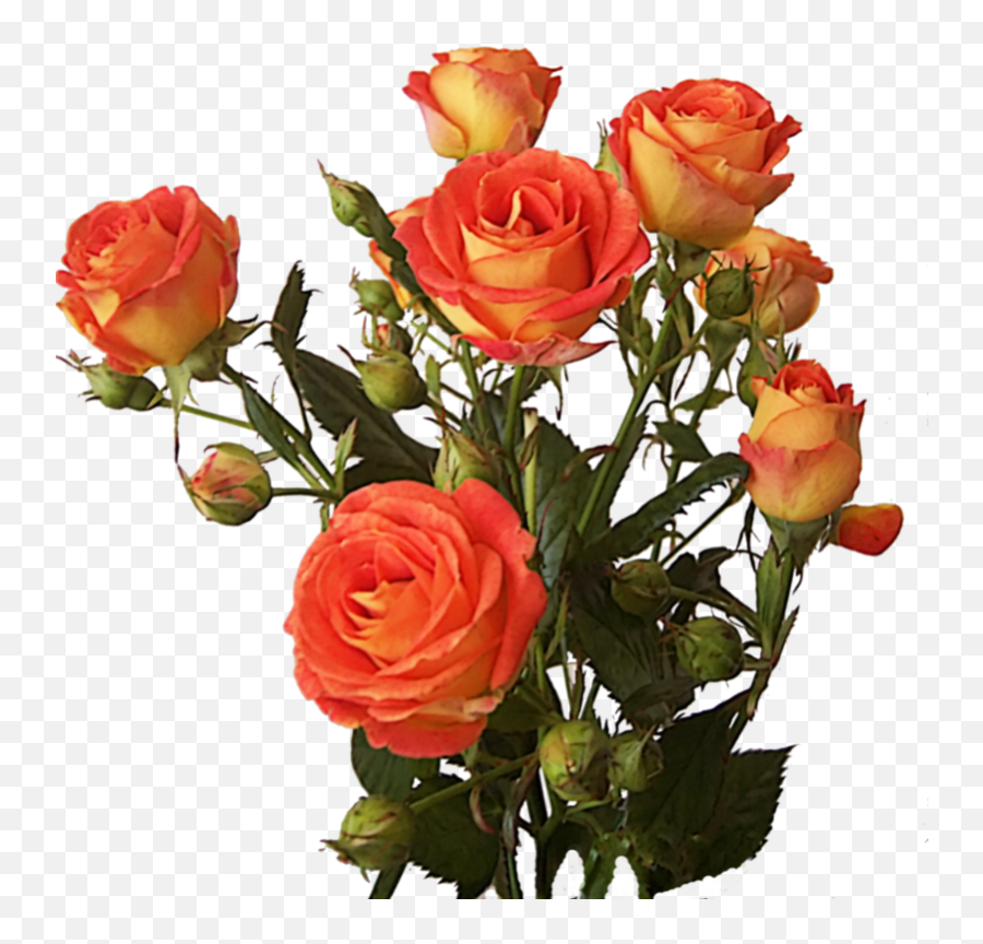 Download Hd Rose Bunch Png Image - Rose Flower Bunch Png,Flower Bunch Png