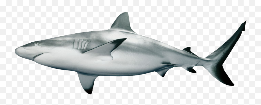 Download Free Real Shark Hq Image Icon Favicon Freepngimg - Shark Png,Real Icon