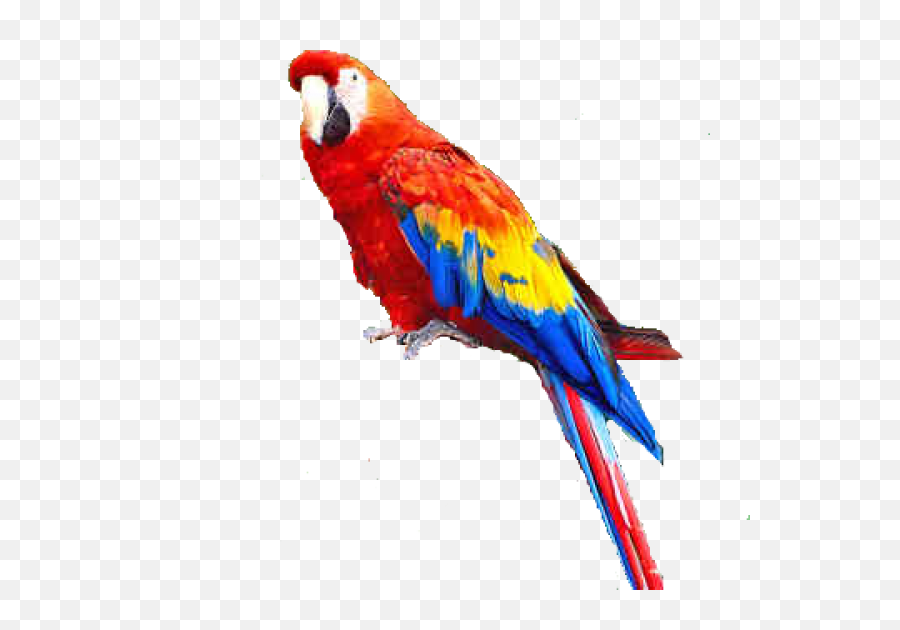 Png Parrot - Parrot Png,Parrot Transparent Background