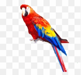 Free transparent parrot transparent background images, page 1 