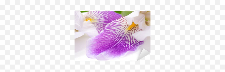 Sticker Beautiful Iris Flower Close - Up Pixersus Moth Orchids Png,Iris Flower Icon