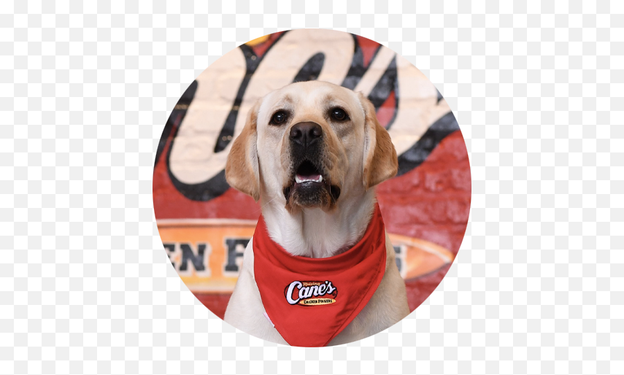 Raising Caneu0027s Chicken Fingers Sauce Rss - Raising Canes Mascot Png,Icon Dogwear