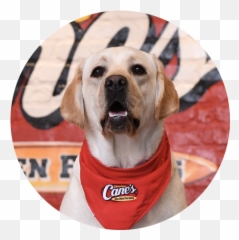 Raising Caneu0027s Chicken Fingers Sauce Rss - Canes Mascot png