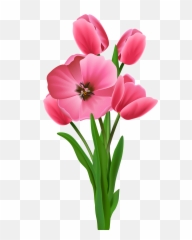 Tulips Transparent Png Image Flower Drawing - Tulip Flower Png,Tulip Transparent