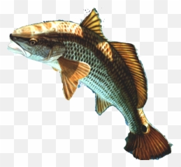Brown Fish Png 41463 - Free Icons And Png Backgrounds Fish Head Png,Transparent Fish